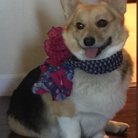 Meet your Posher, Robin - Picture 8 of 8